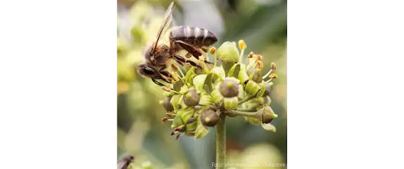 FüR MEHR BIENEN UND SCHMETTERLINGE!