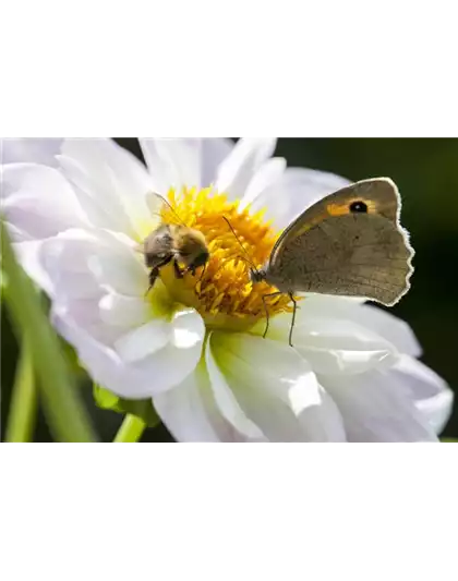 BIENEN UND SCHMETTERLINGE IM GARTEN!