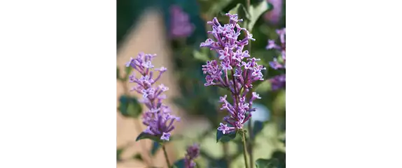 BIENEN UND SCHMETTERLINGE IM GARTEN!