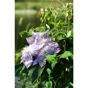 CLEMATIS!