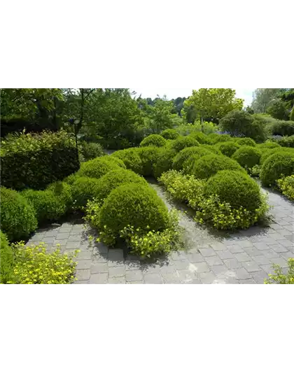 BRAUCHT JEDER BAUERNGARTEN: BUCHS 