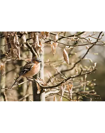 TIPPS ZUR WINTERVOGELFüTTERUNG!