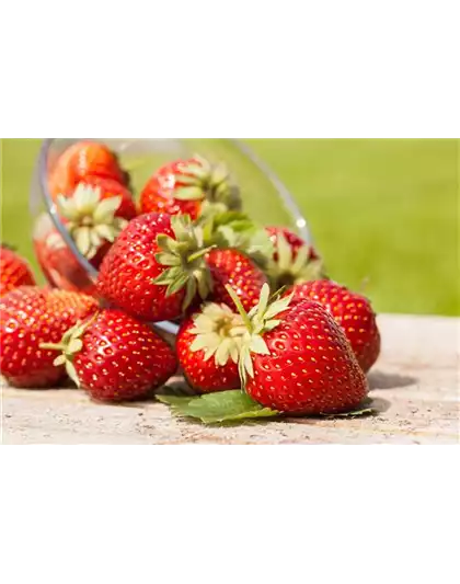 ERDBEEREN AUS DEM EIGENEN GARTEN