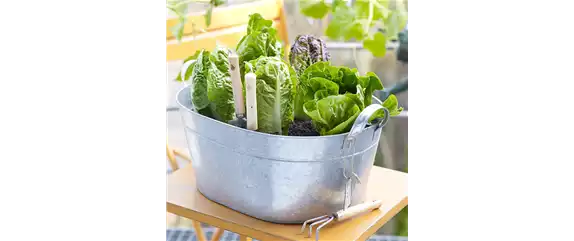 GESUND NASCHEN AUF DEM BALKON!