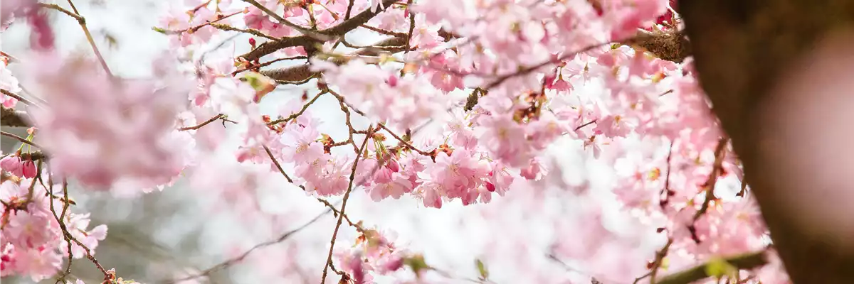 Prunus subhirtella 'Accolade'