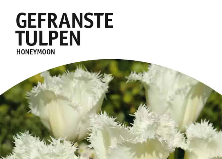 Gefranste Tulpen