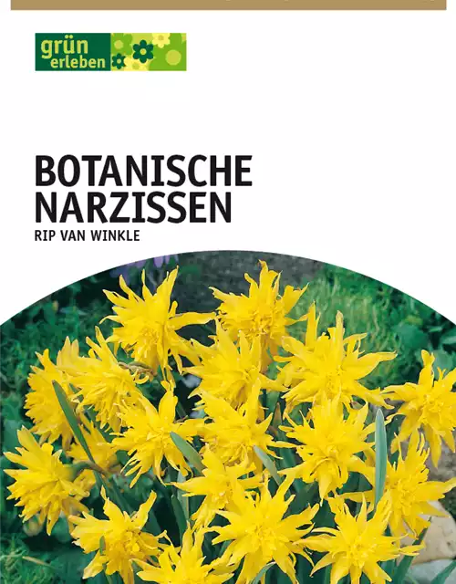 Botanische Narzissen