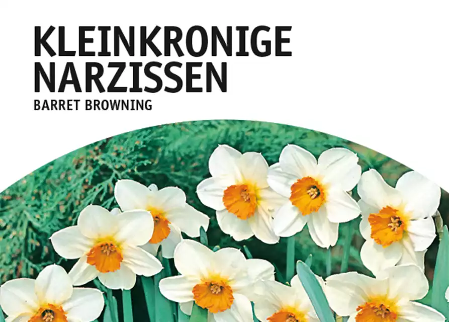 Kleinkronige Narzissen