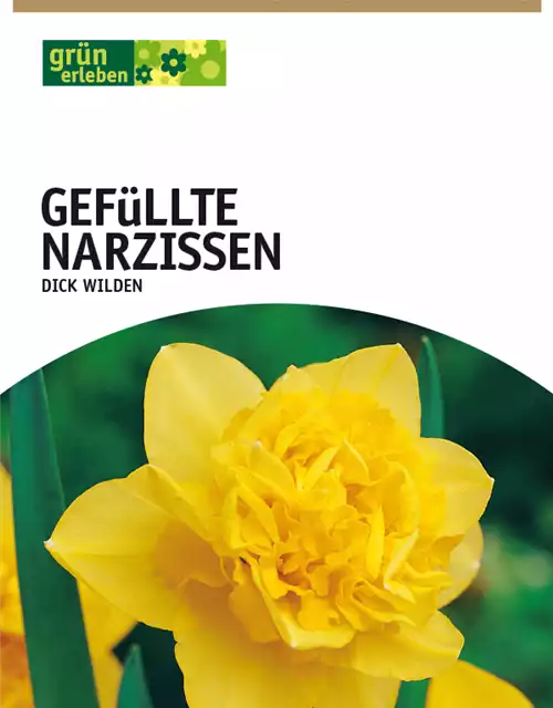 Gefüllte Narzissen