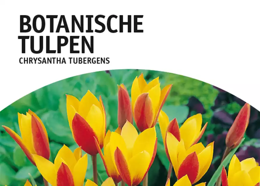 Botanische Wildtulpen