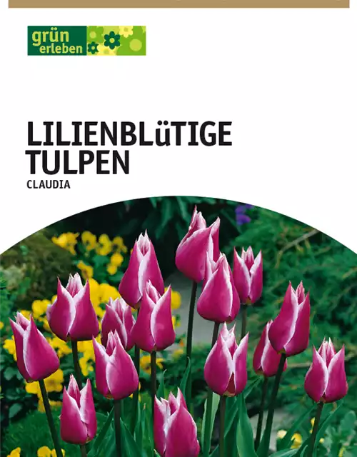 Lilienblütige Tulpen