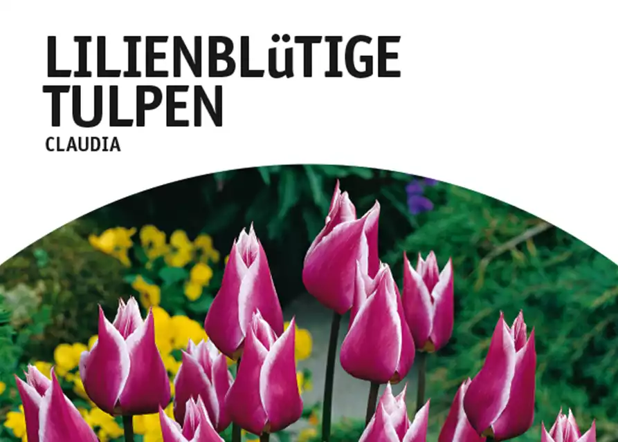 Lilienblütige Tulpen