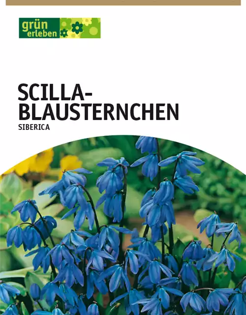 Blausternchen