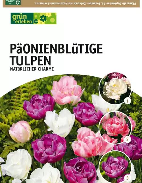 Gefüllte späte Tulpen