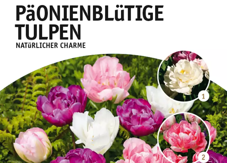 Gefüllte späte Tulpen