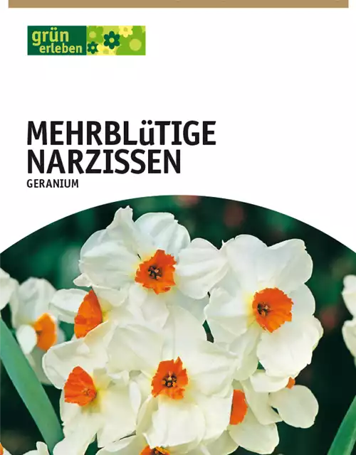 Mehrblütige Narzissen