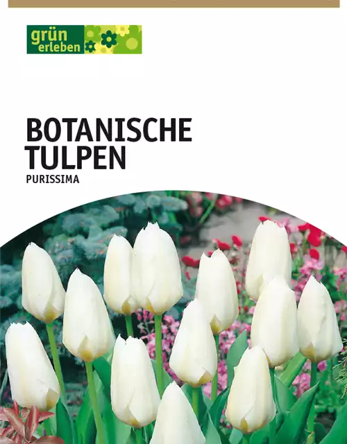 Botanische Fosteriana Tulpen