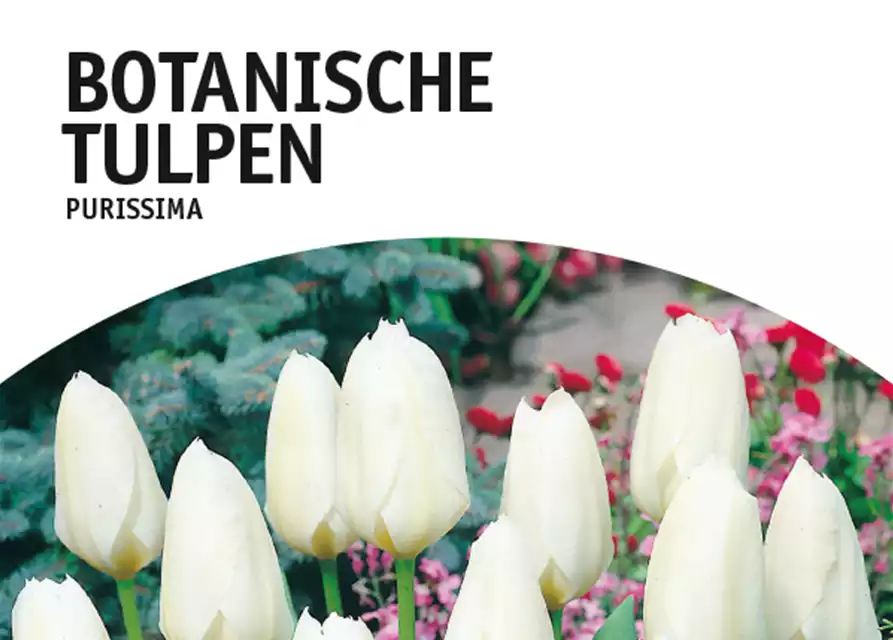 Botanische Fosteriana Tulpen