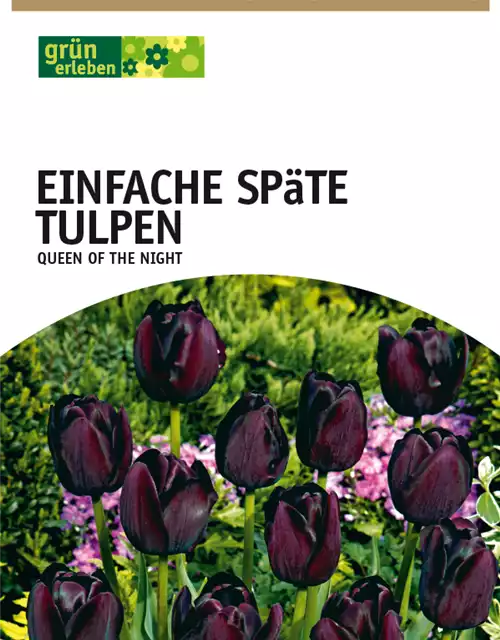 Einfache späte Tulpen