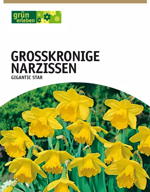 Großkronige Narzissen