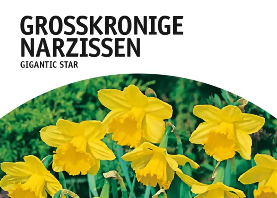 Großkronige Narzissen