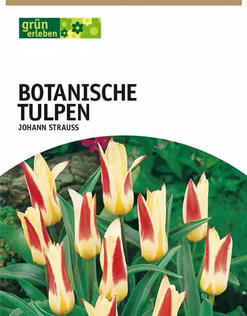 Botanische Kaufmanniana Tulpen