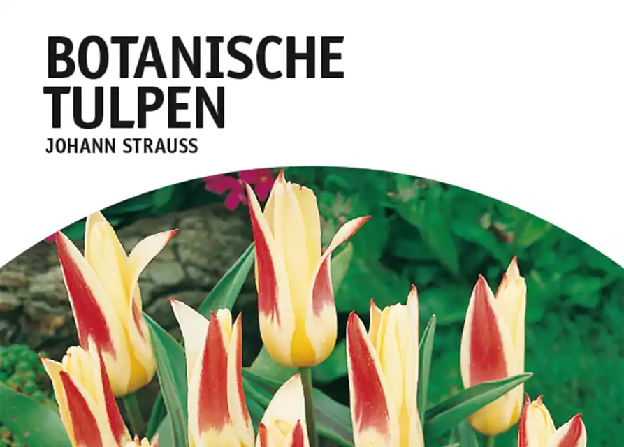 Botanische Kaufmanniana Tulpen