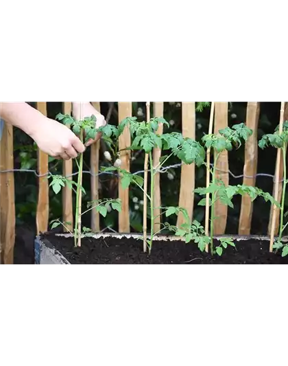 Cherrytomaten - Einpflanzen im Hochbeet