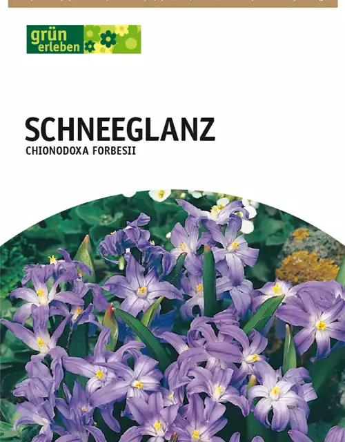 Schneeglanz