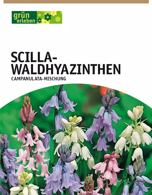 Waldhyazinthen