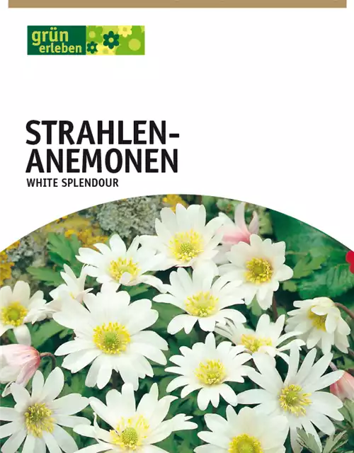 Strahlen-Anemonen