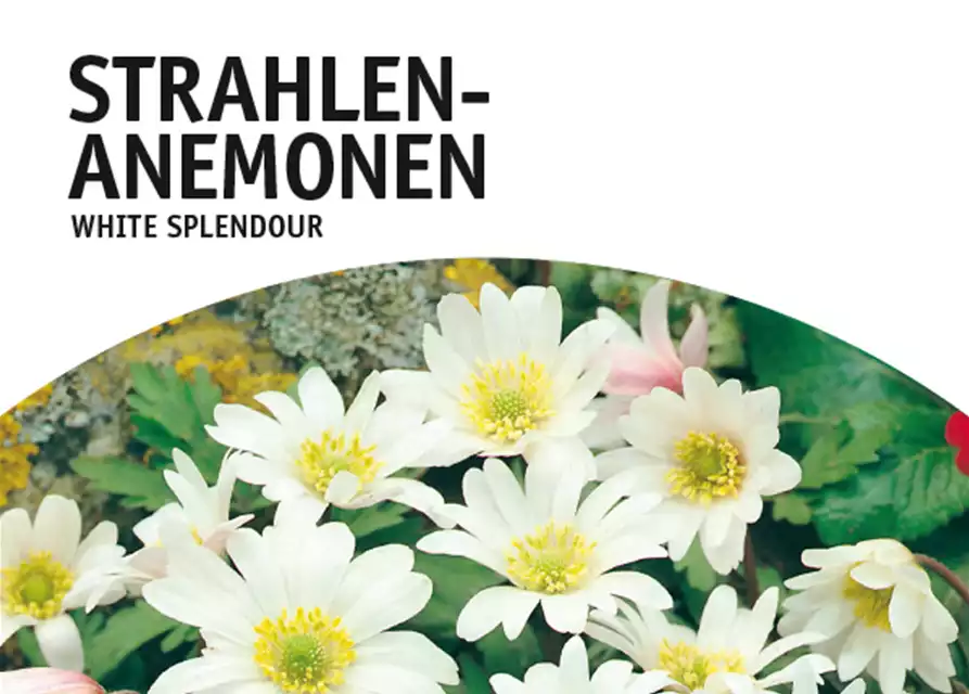 Strahlen-Anemonen