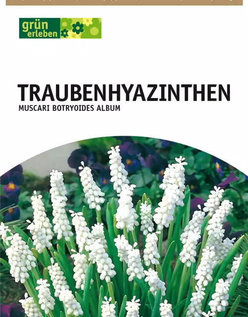 Traubenhyazinthen