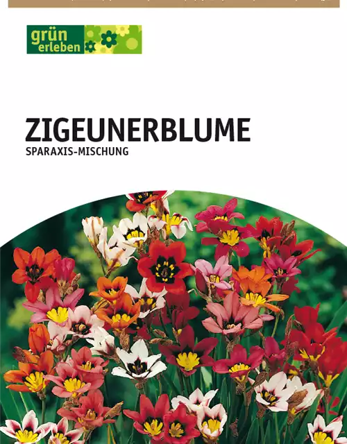 Zigeunerblume