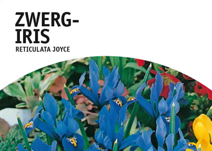 Zwerg-Iris