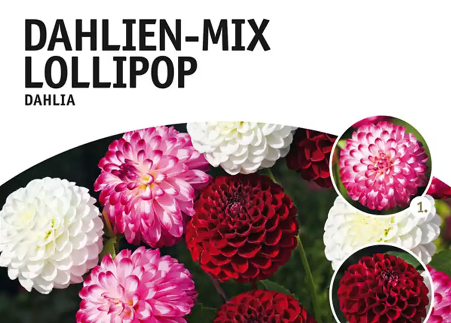 Dahlien-Mix Lollipop