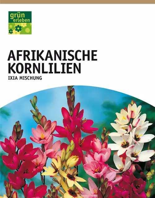 Afrikanische Kornlilie