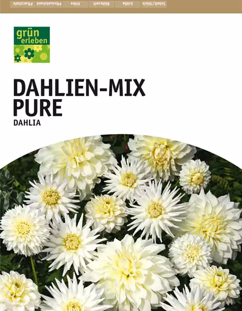 Dahlien-Mix Pure