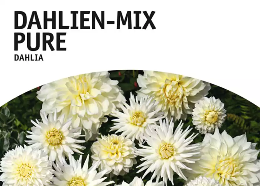 Dahlien-Mix Pure