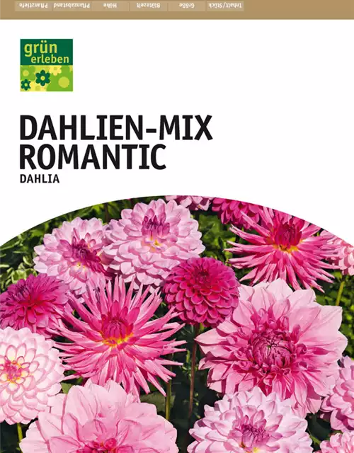 Dahlien-Mix Romantic