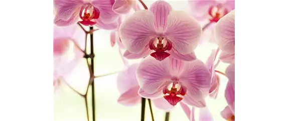 ORCHIDEEN FüR ANFäNGER UND PROFIS