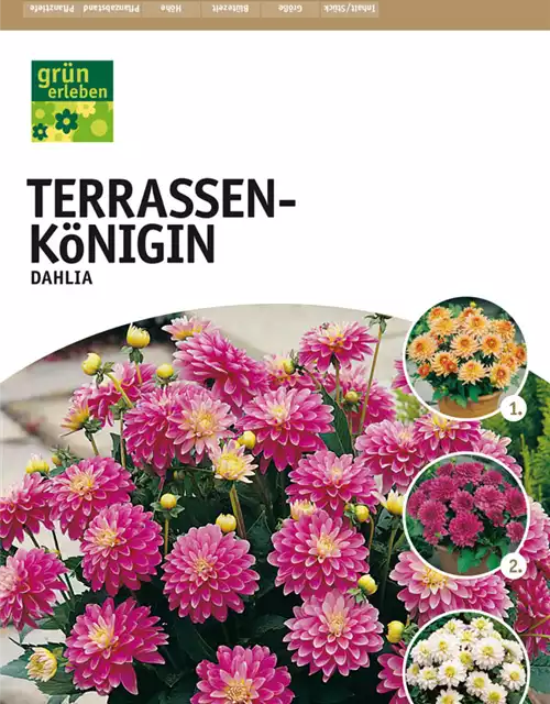 Terrassen-Königin