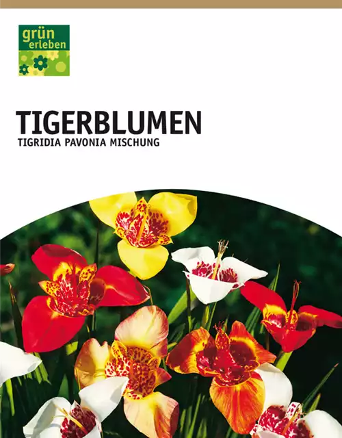 Tigerblumen