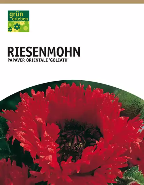 Riesenmohn