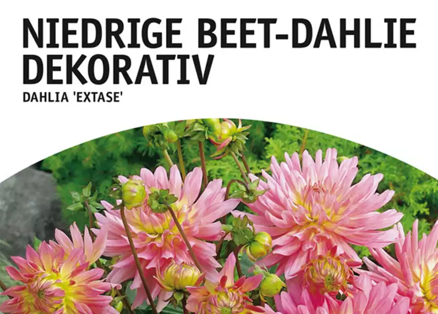 Niedrige Beet-Dahlie, Dekorativ