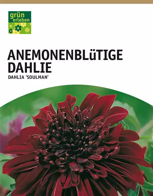 Anemoneblütige Dahlie