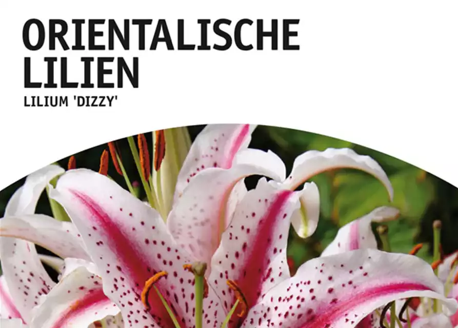 Orientalische Lilien