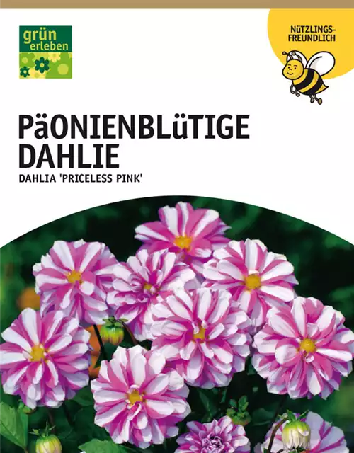 Päonienblütige Dahlie