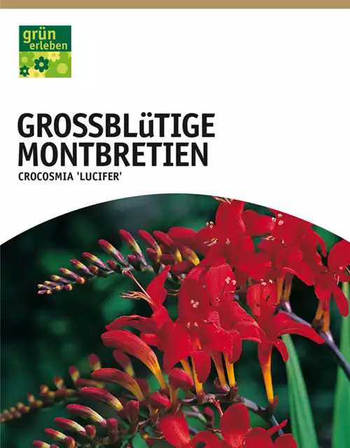 Großblütige Montbretien