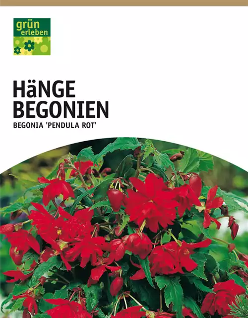 Hänge Begonien